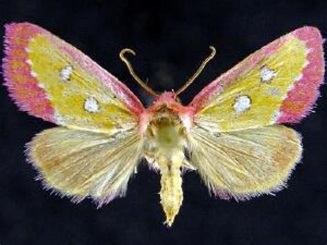 pink star moth|pink moth meaning.